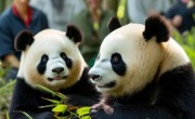 特朗普听闻大熊猫落户美国笑成什么样？