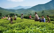 探索区域特色，助力新质生产力因地制宜崛起